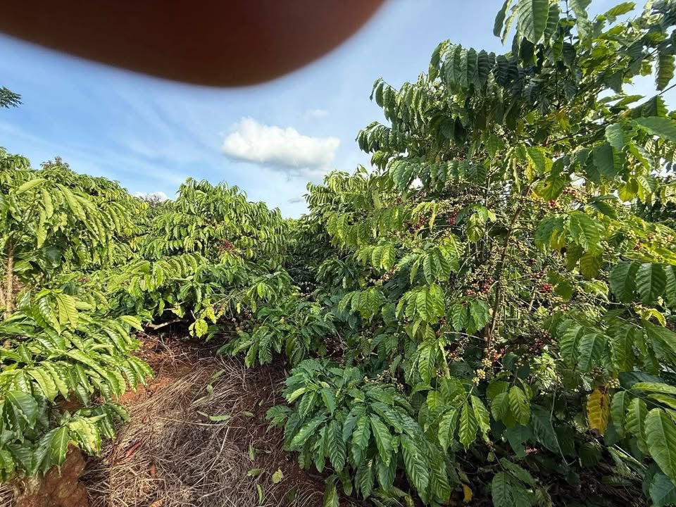 Đất nền Cư M'gar 7600m² giá 260 triệu - Đầu tư sinh lời ngay!