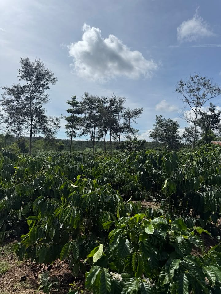 Farm 20.000m² tại xã Ea Siên, Buôn Hồ giá 1.8 tỷ - Đầu tư sinh lời ngay!