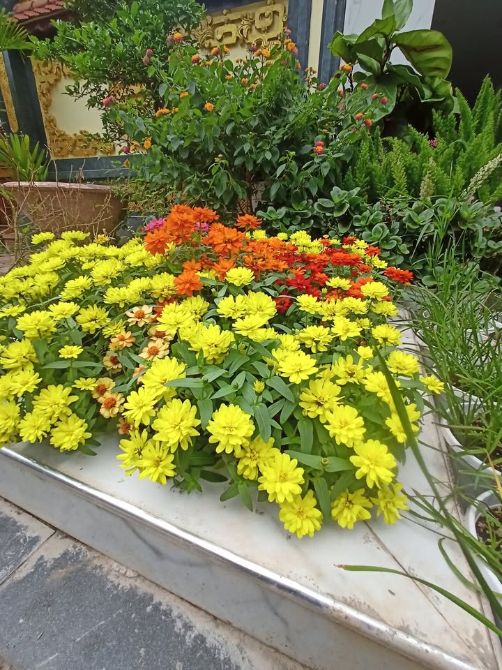 Lô đất góc 100m² mặt đường Hồ Sen quận Lê Chân - Đầu tư sinh lời cao!