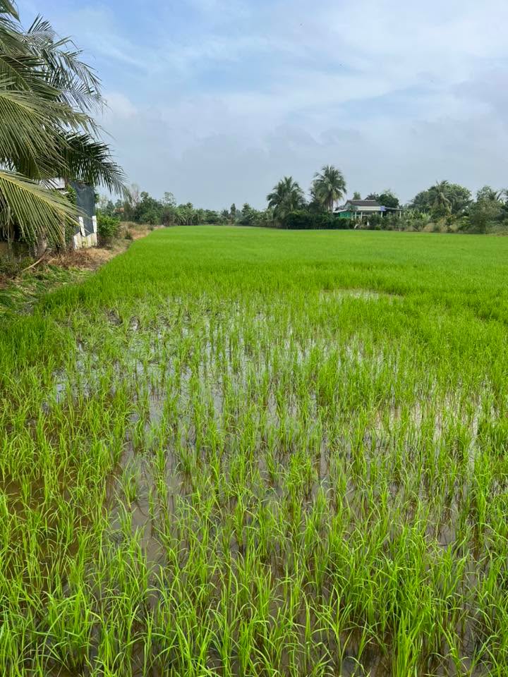 Đất nền 7300m² tại Ấp Thuận Nam, Cần Giuộc, Long An - Giá chỉ 10.5 tỷ!