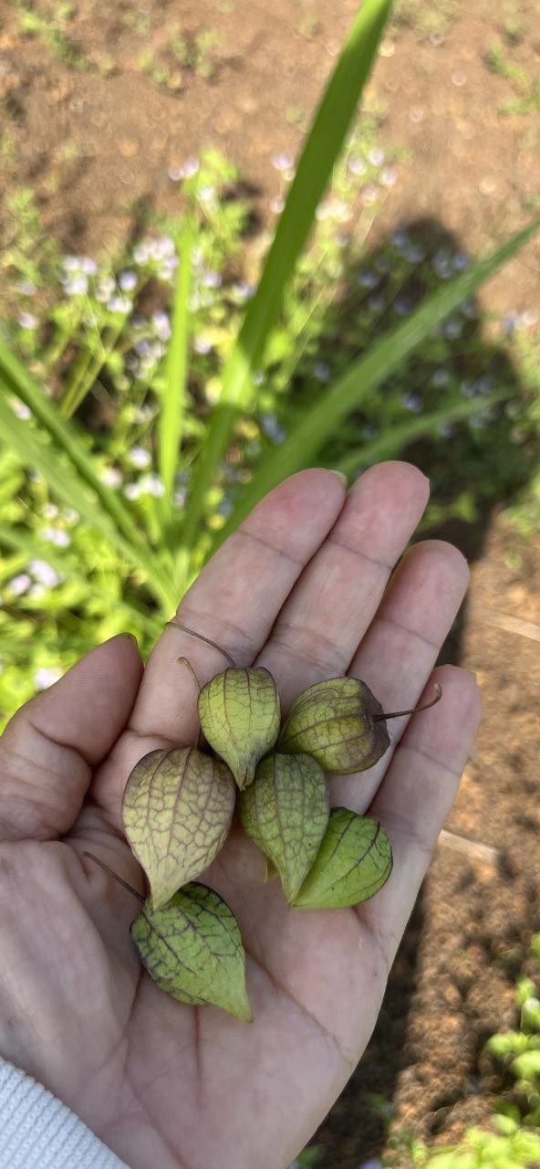 Đất nền Lộc Tấn 1600m² giá 295 triệu - Cơ hội đầu tư hiếm có!