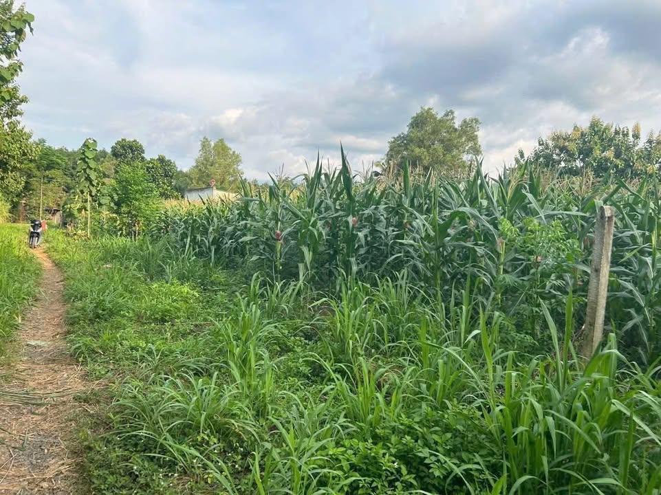 Đất nở hậu Lộc Hiệp 12600m² giá 450 triệu - View suối tuyệt đẹp!