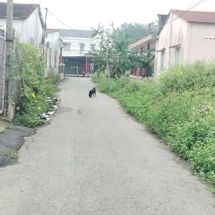 Đất nền Chánh Phú Hòa Bến Cát 150m² giá 1.5 tỷ - Mặt tiền nhựa, tiện ích đa dạng!