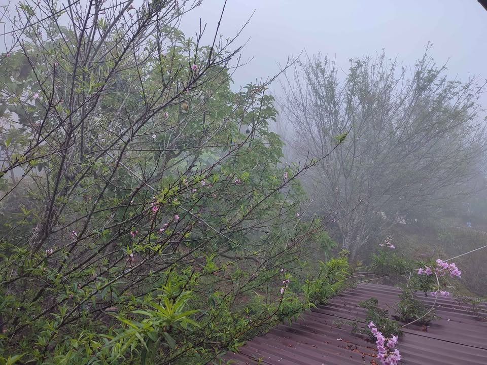 Đất sổ đỏ 1000m² tại phường Xuân Trường, Đà Lạt giá 1.8 tỷ - Cơ hội đầu tư hấp dẫn!