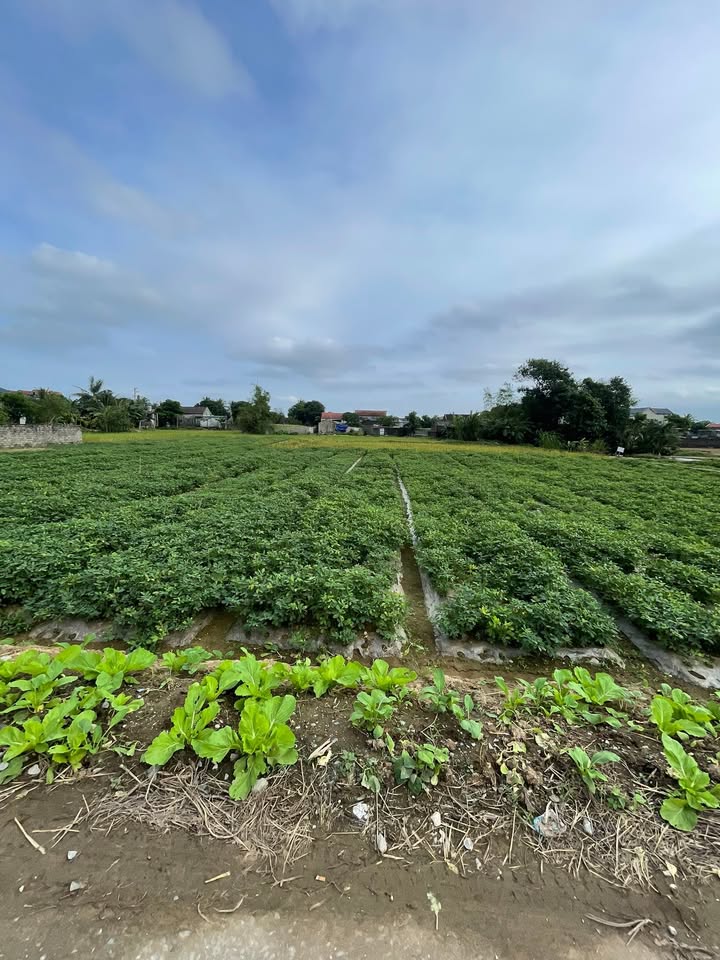 Đất nền xã Hồ Vương 150m² giá chỉ 600 triệu - Cơ hội đầu tư tuyệt vời!