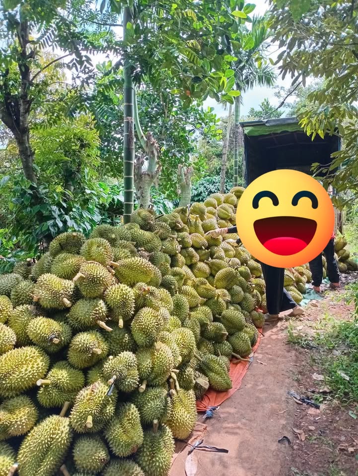 Đất Farm 4 sào An Bình, Buôn Hồ - Giá tốt, cây thu ổn định!