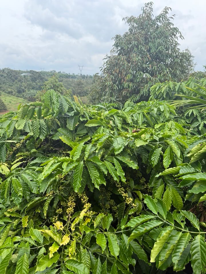 Đất vườn Tân Tiến, Buôn Ma Thuột 5000m² giá 1.45 tỷ - Tiềm năng sinh lời cao!