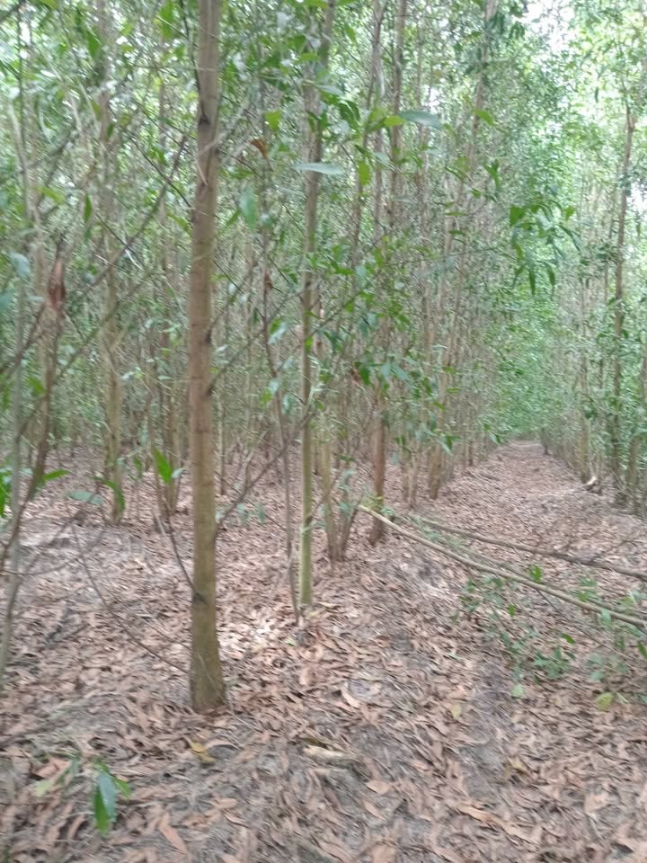 Đất chính chủ 4.2ha tại Tân Xuân, Bình Thuận - Giá hợp lý, thương lượng trực tiếp!