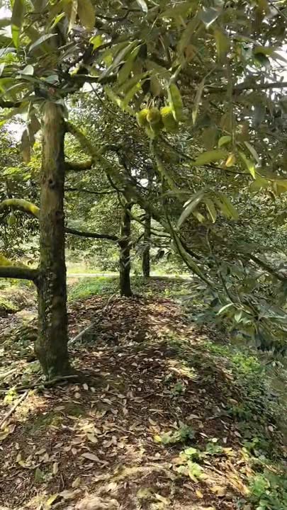 Vườn sầu riêng ấp Hòa Quý 3100m² giá 2.2 tỷ - Đầu tư sinh lời ngay!