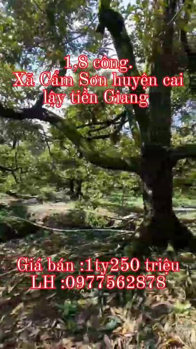 Đất vườn 1800m² tại ấp 1, xã Cẩm Sơn, huyện Cai Lậy - Giá chỉ 1.25 tỷ