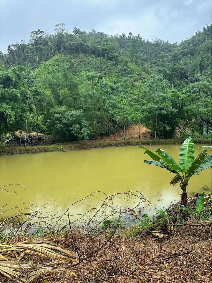 Đất Farm 10ha tại Nghĩa Tá, Chợ Đồn - Giá chỉ 1.6 tỷ, đầu tư sinh lời!