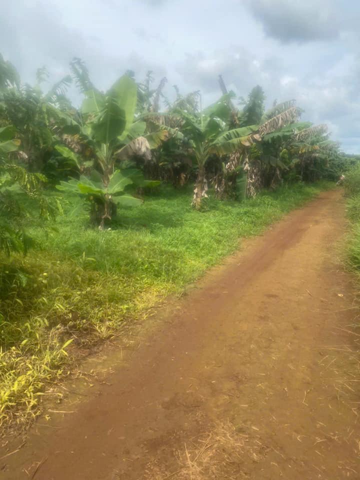 Đất nền Liên Đầm Di Linh 360m² - Quy hoạch thổ cư tiện lợi