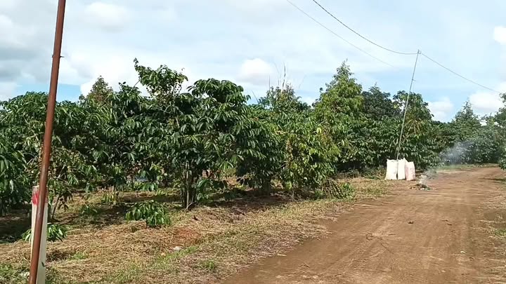 Đất nền 16,000m² tại Lộc Đức, Bảo Lâm - Giá chỉ 3.168 tỷ, cơ hội đầu tư hấp dẫn!