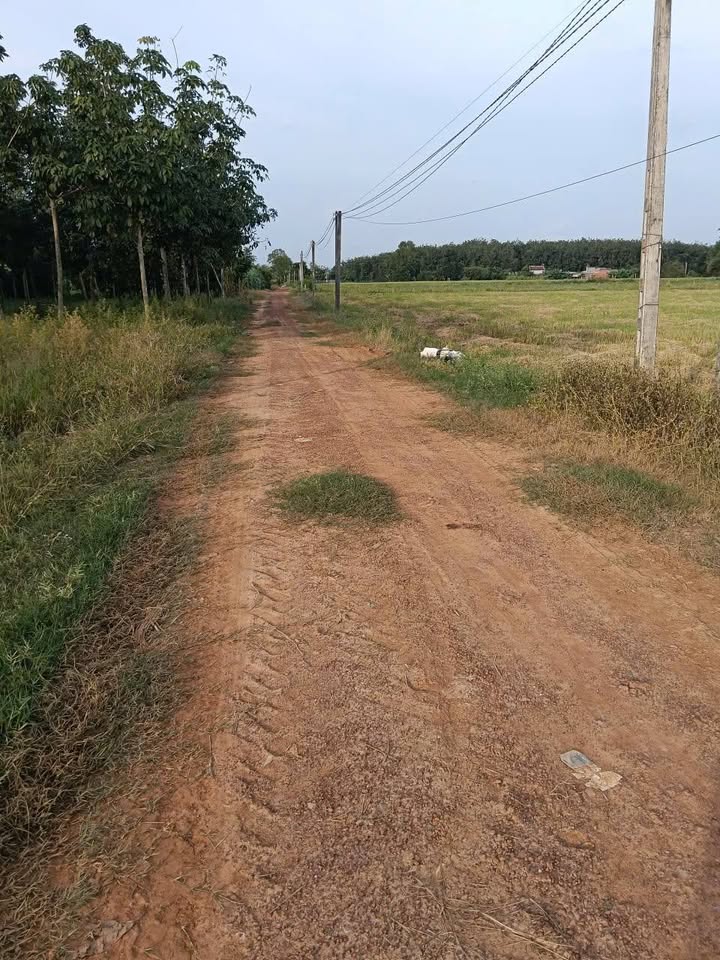 Đất nền ấp Nam Bến Sỏi, xã Thành Long, 10150m² - Giá tốt, tiện lợi giao thông!