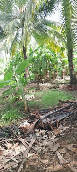 Đất nền 589m² tại Ấp Thạnh Lợi, Chợ Gạo chỉ 900 triệu - Đầu tư sinh lời ngay!