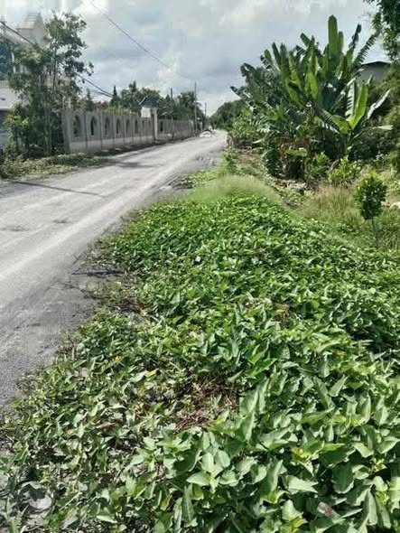 Đất cho thuê Hậu Mỹ Trinh 6800m² giá 700 triệu - Đầu tư hiệu quả trong 10 năm!