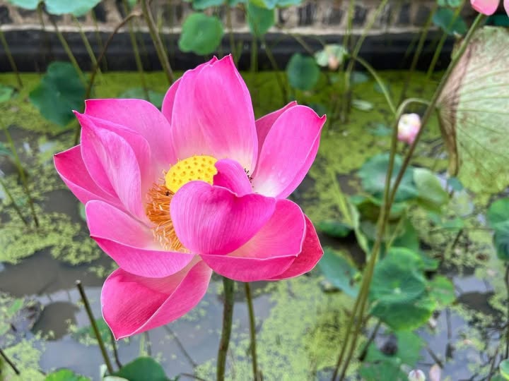 Đất nền Lý Thường Kiệt, Quảng Phú 155m² giá 1.55 tỷ - Đầu tư sinh lời ngay!