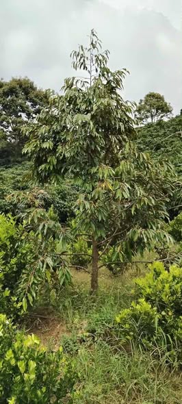 Đất nền Hẻm 76 Nguyễn Trãi, Bảo Lộc 900m² giá 1.6 tỷ - Đầu tư sinh lời hấp dẫn!