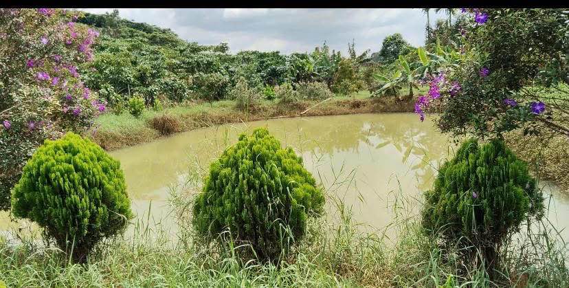 Đất vườn Lộc Thanh 2500m² giá 1.6 tỷ - Đầu tư sinh lời với nhiều cây ăn trái!