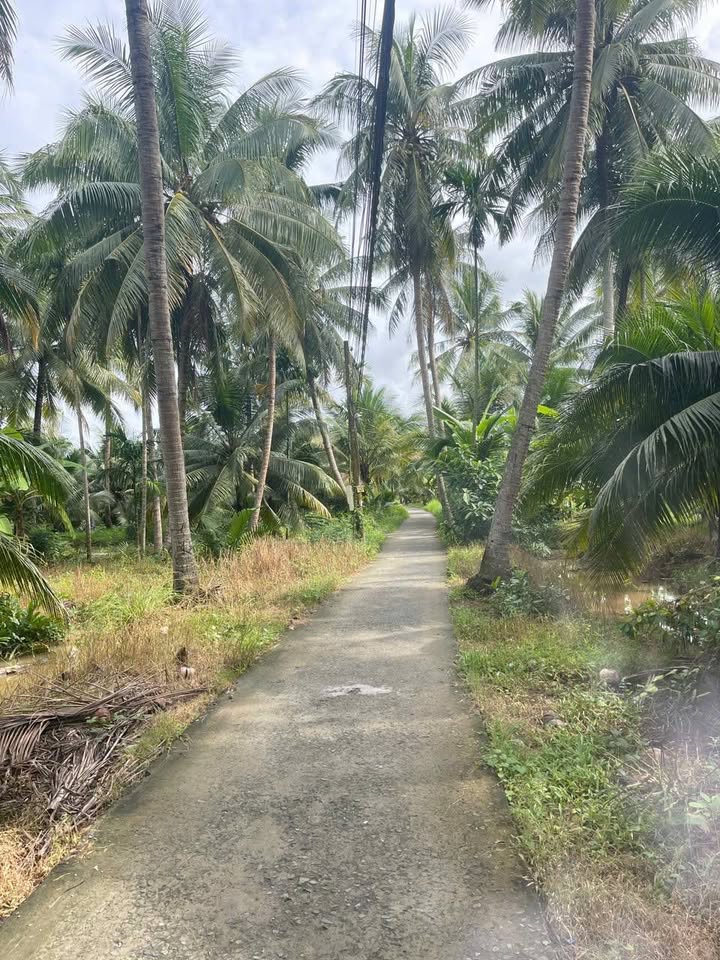 Đất vườn dừa 3,8 công tại Lương Hòa, Bến Tre - Giá chỉ 650 triệu/công!