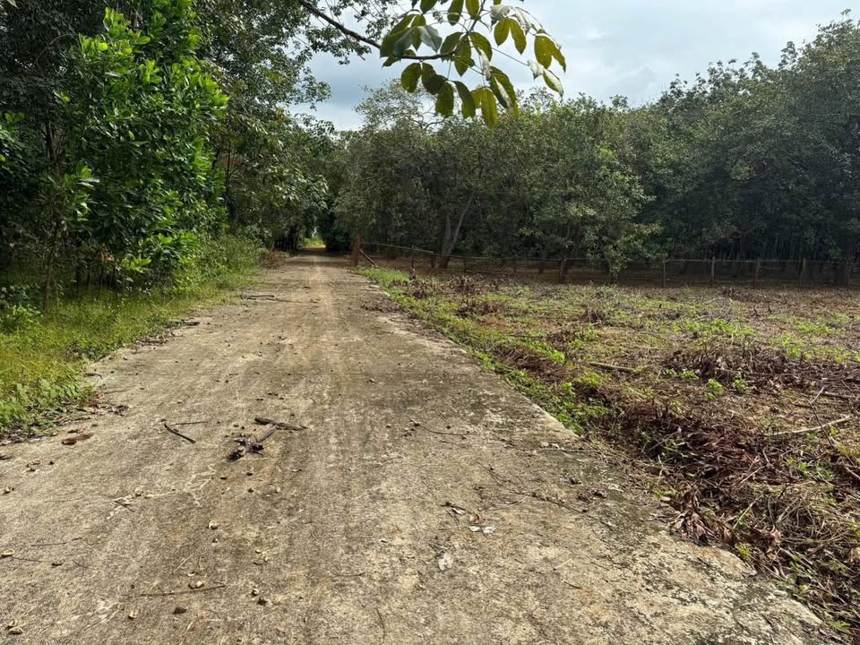 Đất thổ cư Lộc Thái, Lộc Ninh 726m² giá 230 triệu - Cách QL chỉ 500m!