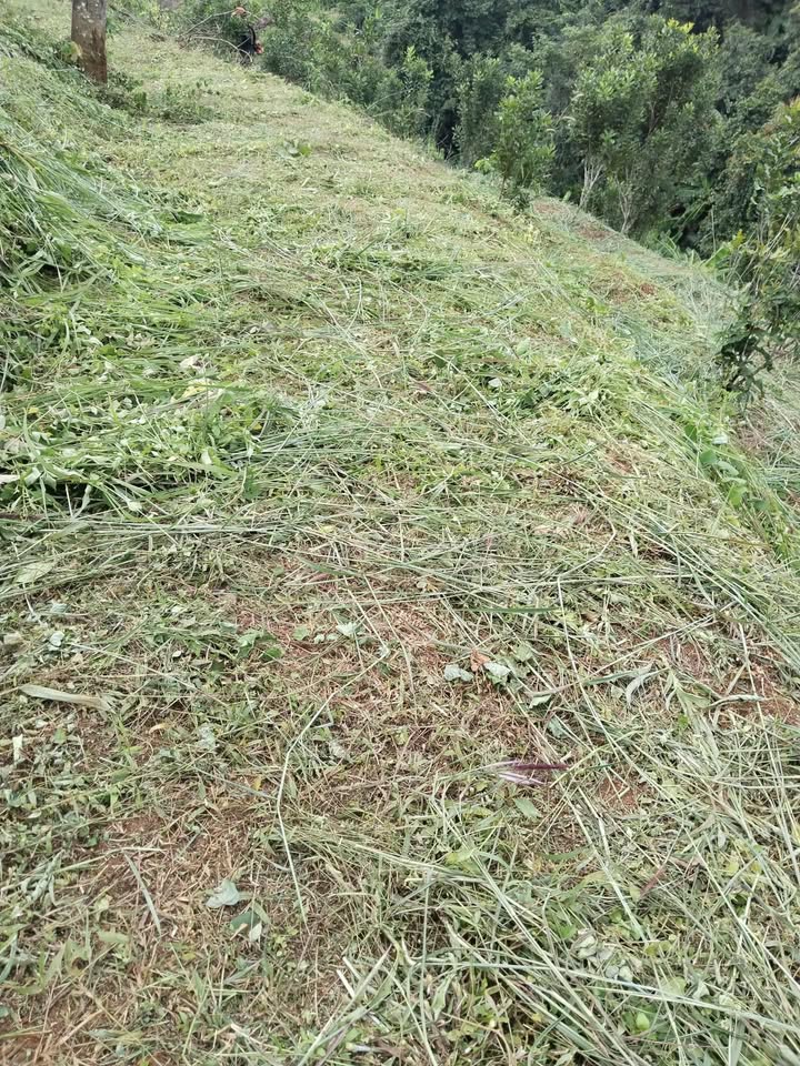 Đất nền 15.000m² thôn 3, xã Quảng Trực, giá chỉ 700 triệu - Cơ hội đầu tư tuyệt vời!