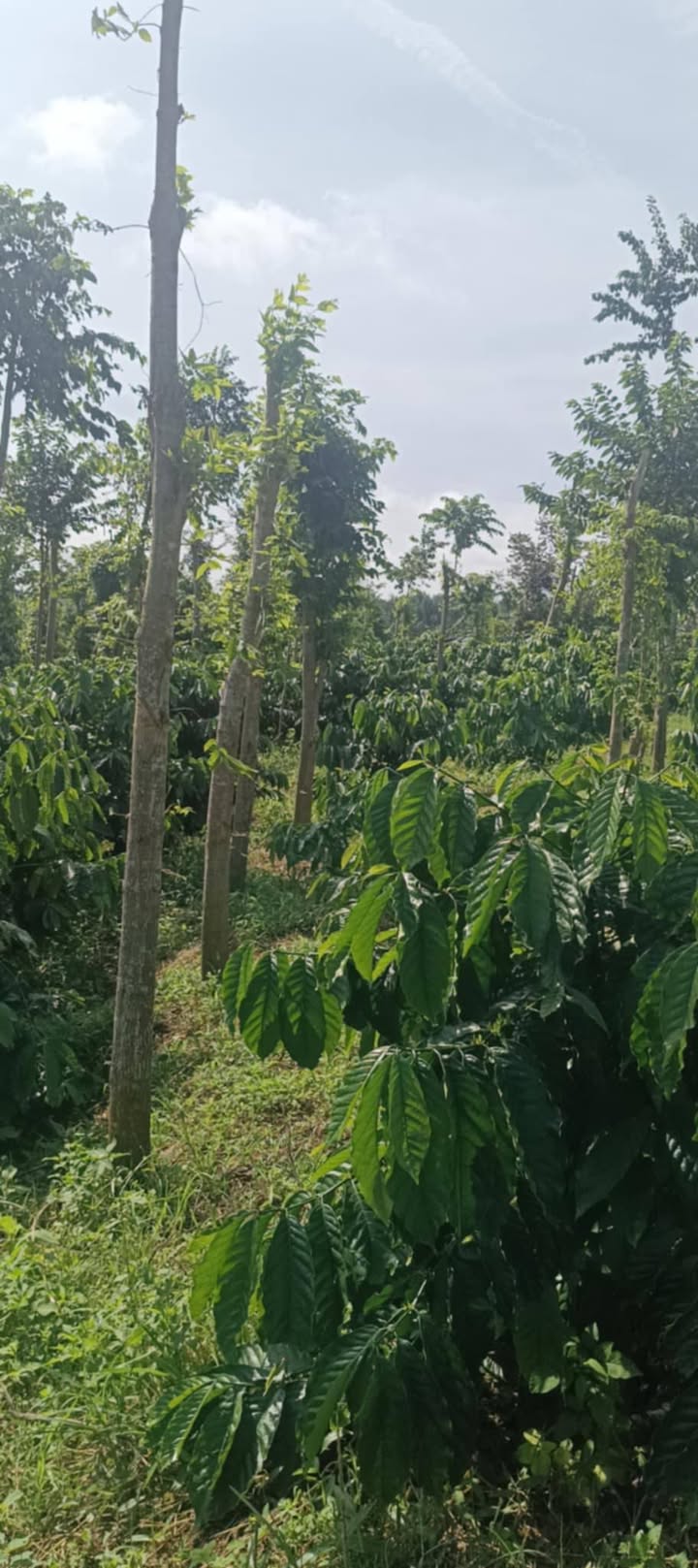 Đất nền 1ha Long Sơn, Đắk Mil giá 2.25 tỷ - Cơ hội đầu tư hấp dẫn!