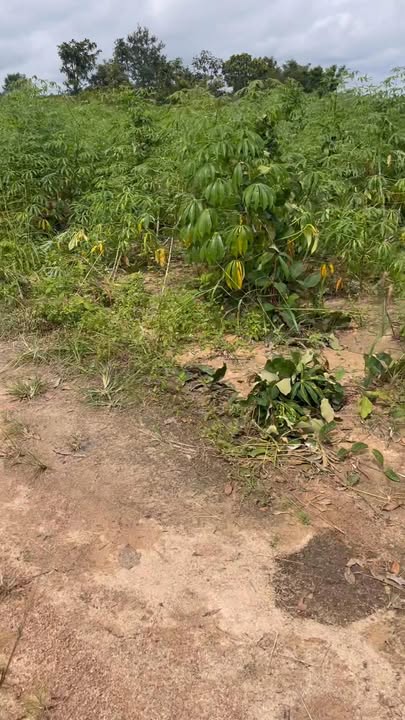 Đất nông nghiệp tại xã Ea H’Leo, Đắk Lắk 90.000m² - Giá chỉ 860 triệu