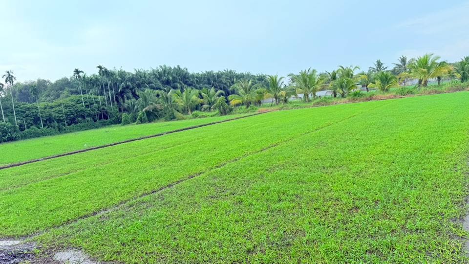 Đất nền mặt tiền Nhị Bình 5000m² giá 50 tỷ - Cơ hội đầu tư sinh lời hiếm có!