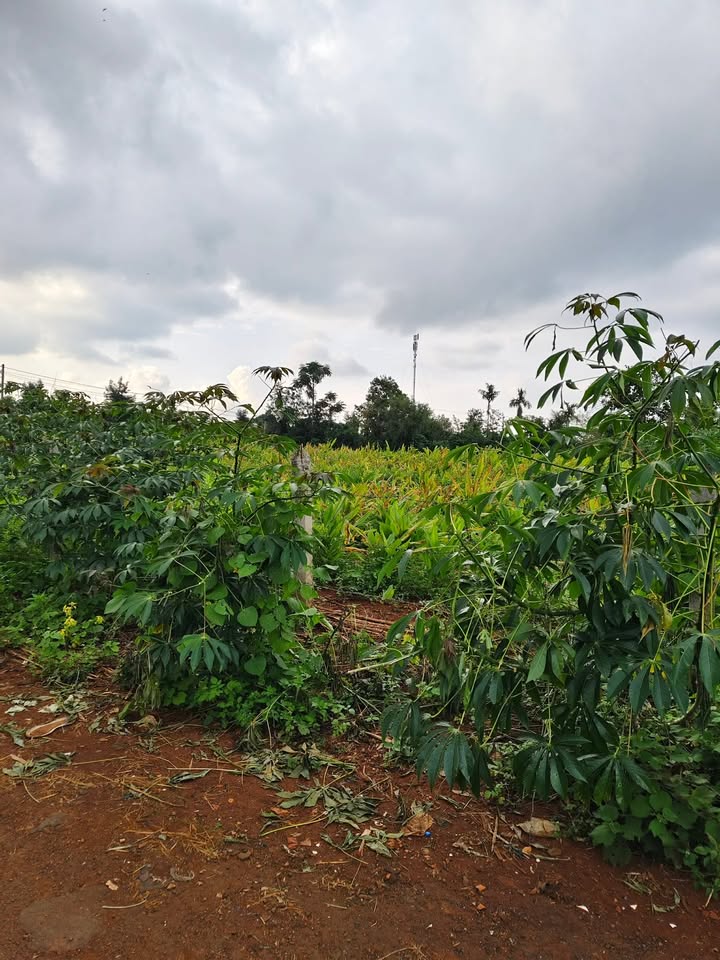 Đất nền Krông Năng 1100m² giá 95 triệu - Pháp lý rõ ràng, chính chủ!