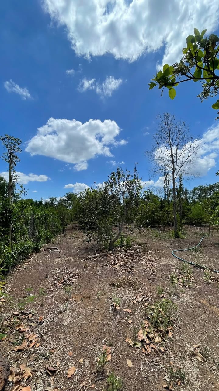 Đất nền Bàu Chinh, Châu Đức 2451m² giá 2.5 tỷ - Sổ hồng chính chủ, khu dân cư đông đúc!