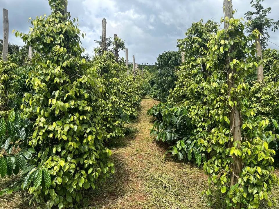 Đất nền Trường Xuân 20.000m² giá 750 triệu - Cơ hội đầu tư tuyệt vời!