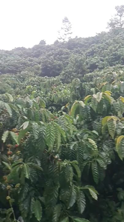 Đất cà phê ghép 1,8ha tại Đam Rông 2, giá 2,95 tỷ - Sẵn sàng xuống cọc!