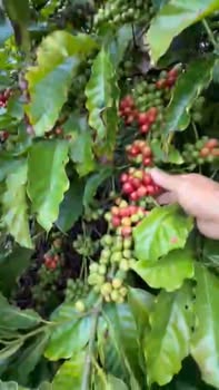 Đất nền 18000m² tại Tân Hà, Lâm Hà - Chính chủ, giá 1.5 tỷ hấp dẫn!