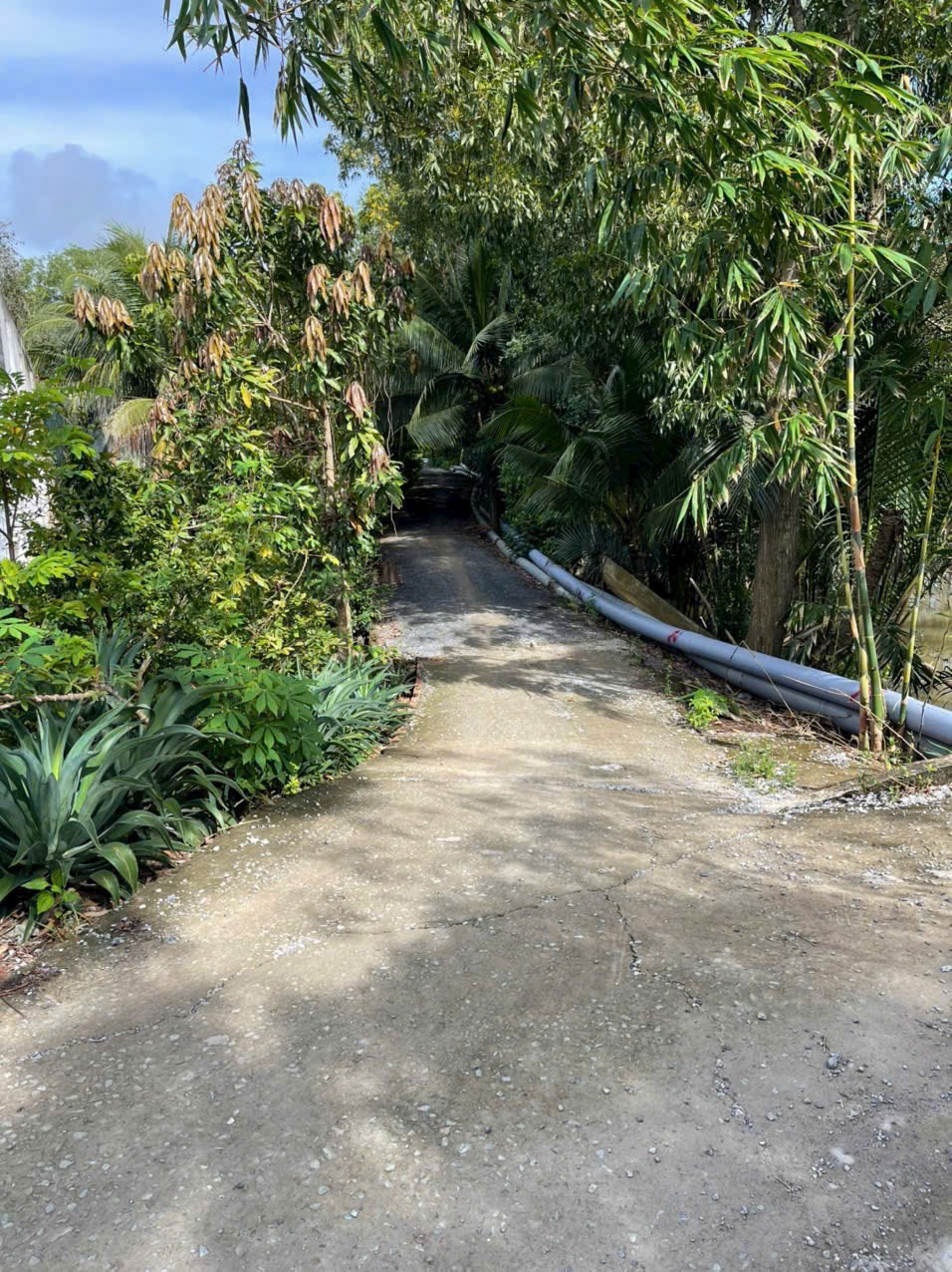 Bán đất vườn 2 mặt tiền kênh 5000m² ở xã An Thạnh, Bến Lức giá 3,75 tỷ