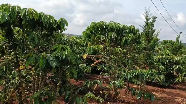 Đất nền Mê Linh Lâm Hà 16.800m² giá 4.2 tỷ - Cơ hội đầu tư tiềm năng!