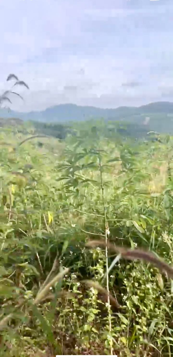 Farm 1.3ha Đăk Pxi, Đăk Hà, Kon Tum - Đất màu mỡ, gần suối