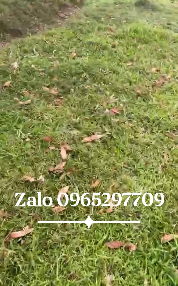 Đất vườn Phước Mỹ Quy Nhơn 2000m² giá 1.19 tỷ - Cơ hội đầu tư tuyệt vời!