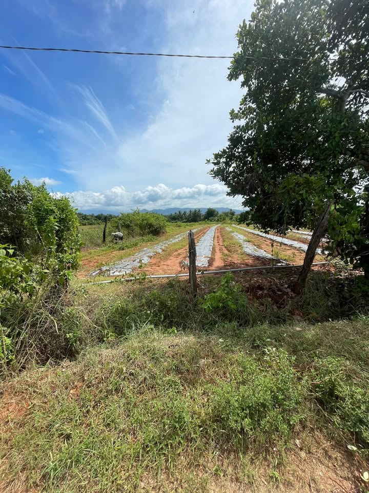 Đất trồng cây lâu năm khu phố 6, xã Mỹ Sơn 1000m² giá chỉ 340 triệu - Cơ hội đầu tư hiếm có!