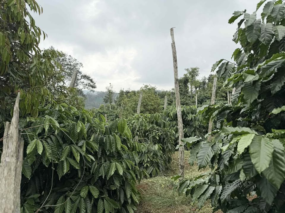 Đất nền Quốc lộ 14, xã Nam Bình, 2ha giá 7.3 tỷ - Cơ hội đầu tư sinh lời!