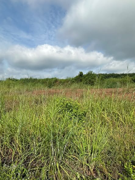 Đất nền Tiến Thành Đồng Xoài 246m² giá 1.2 tỷ - Cơ hội đầu tư tuyệt vời!