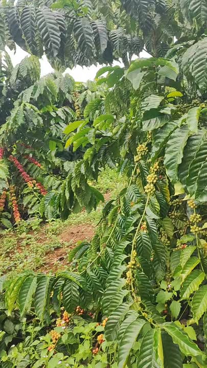 Farm 2,4ha Nhân Đạo Đắk R'Lấp giá 4,5 tỷ - Tiềm năng sinh lời cao!