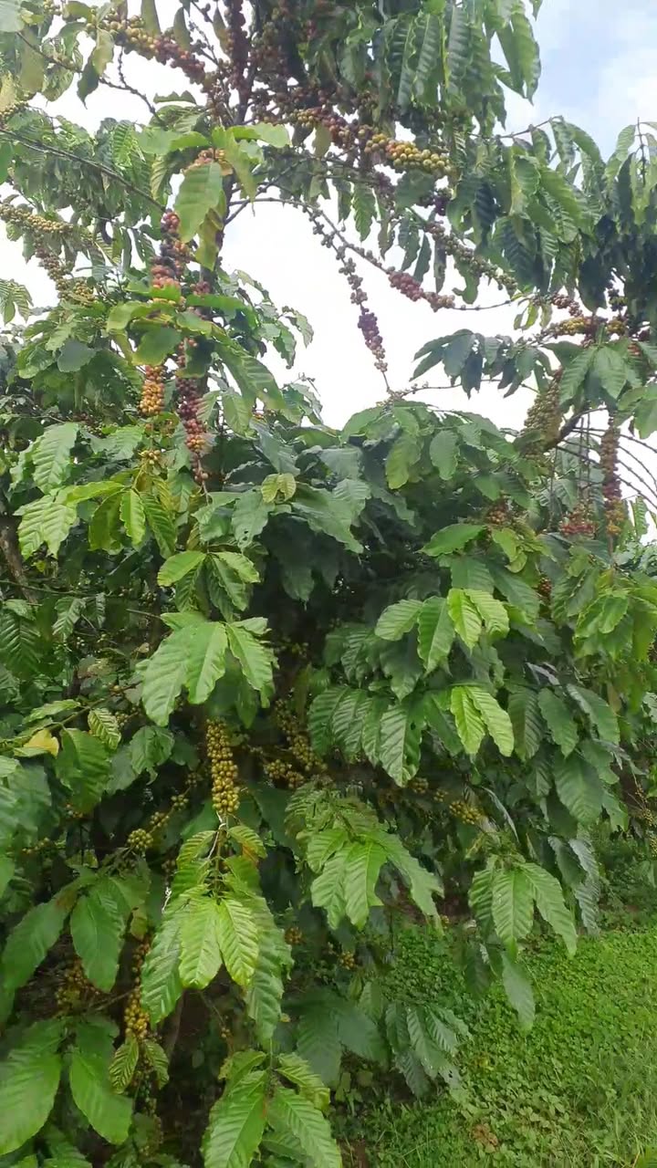 Đất thổ cư 5 sào Lộc Phú, Bảo Lâm chỉ 2.49 tỷ - Sổ đỏ chính chủ!