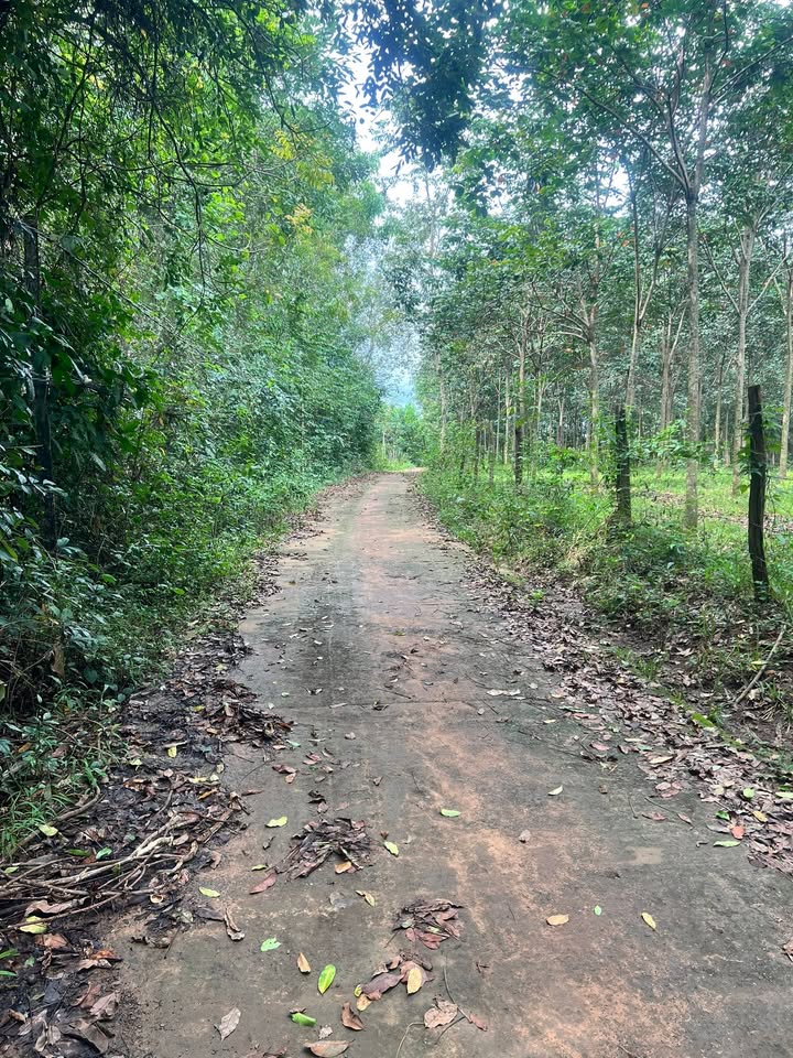 Đất nền Tân Hưng Hớn Quản 3600m² giá 259.2 triệu - Cơ hội đầu tư sinh lời!