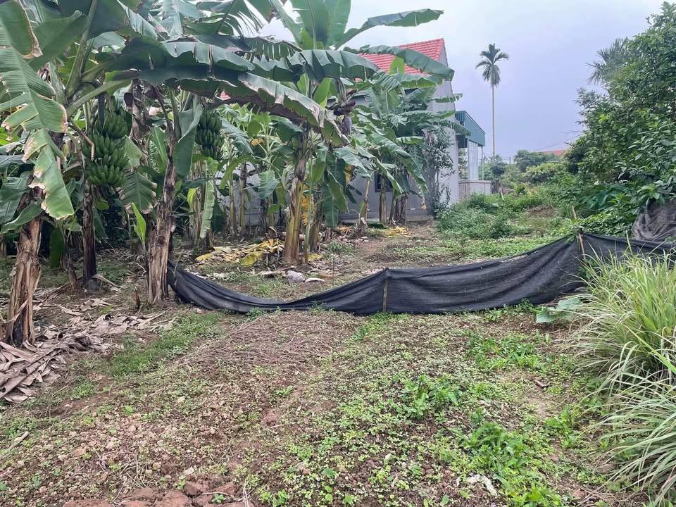 Đất nền gần khu sinh thái Cây Vải, Thanh Sơn 400m² giá 1 tỷ - Sổ đỏ công chứng ngay!