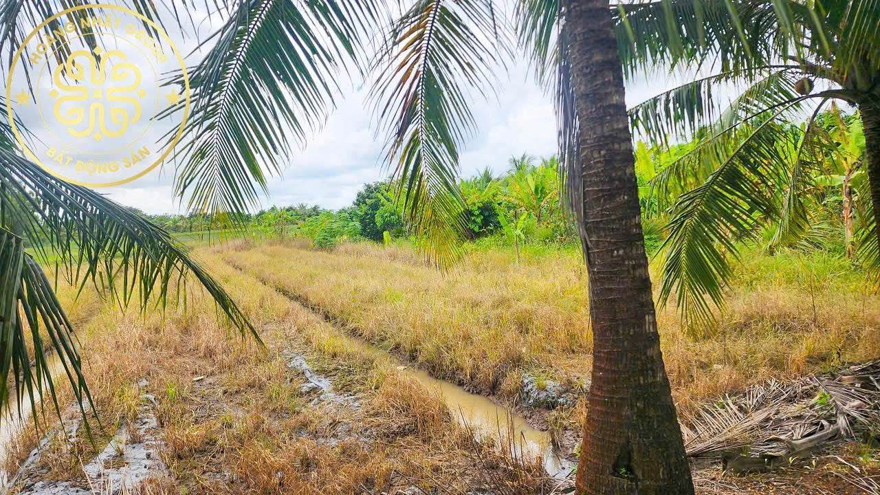 Đất vườn Lung Dừa Cà Mau 580m² giá 580 triệu - View thoáng mát, phù hợp nghỉ dưỡng!