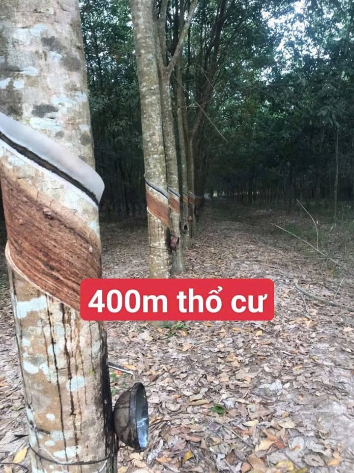 Đất nền Minh Thạnh Dầu Tiếng 13.000m² giá 5 tỷ - Mặt tiền rộng rãi như sân bay!