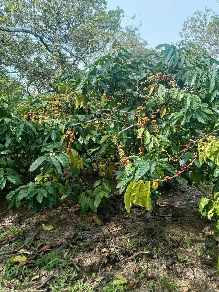 Đất nền Cư Ê Wi 3600m² giá 700 triệu - Cơ hội đầu tư hấp dẫn!