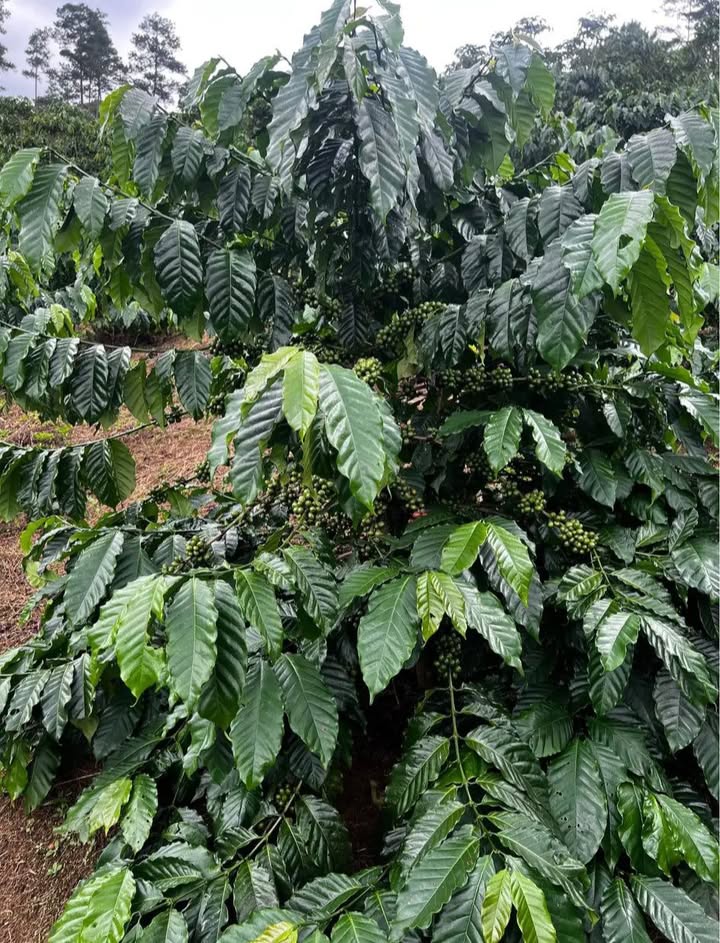 Đất nền thôn 13, xã Bảo Lâm, 10000m² chỉ 3.045 tỷ - Cơ hội đầu tư hấp dẫn!