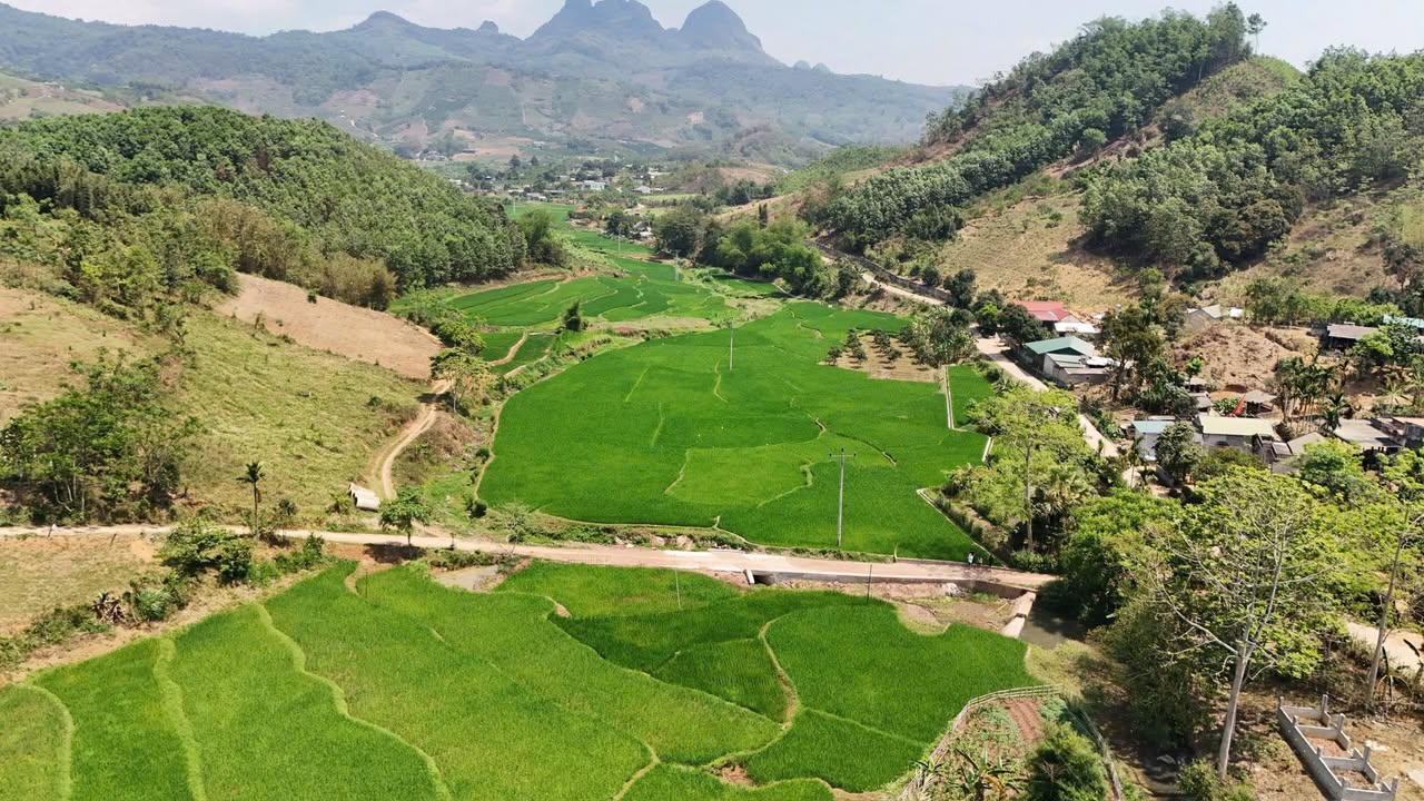Đất Farm 2500m² tại Bắc Phong, Cao Phong giá 1 tỷ - Cơ hội đầu tư hấp dẫn!
